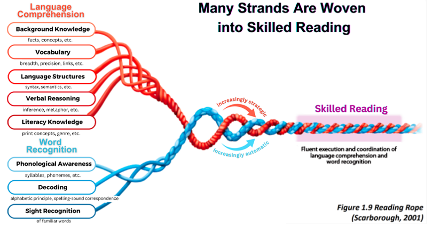 Many strands are woven into skilled reading